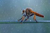 The Rain Poster och Canvastavla