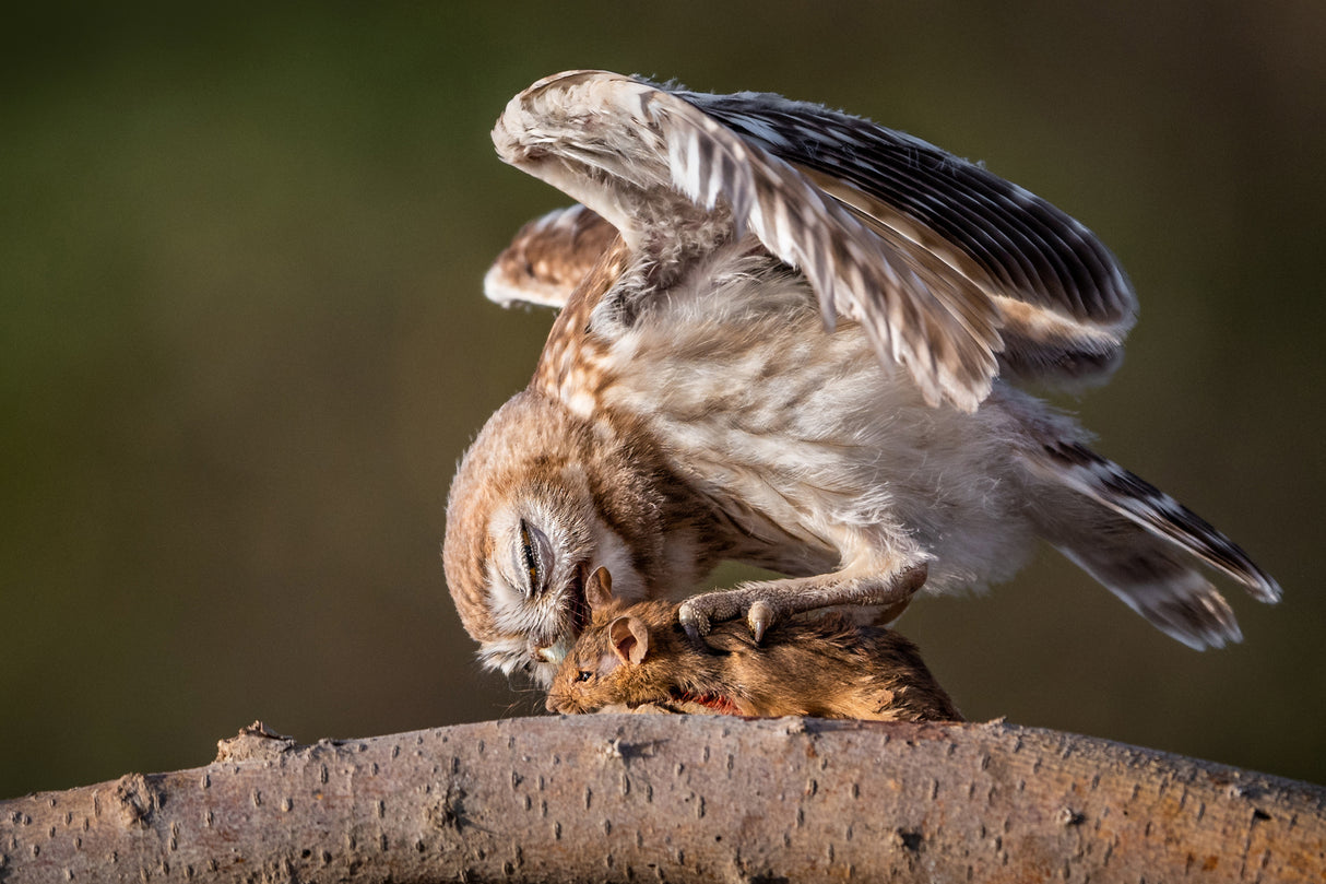 Little Owl Poster och Canvastavla