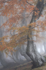 Twisted beeches Poster och Canvastavla