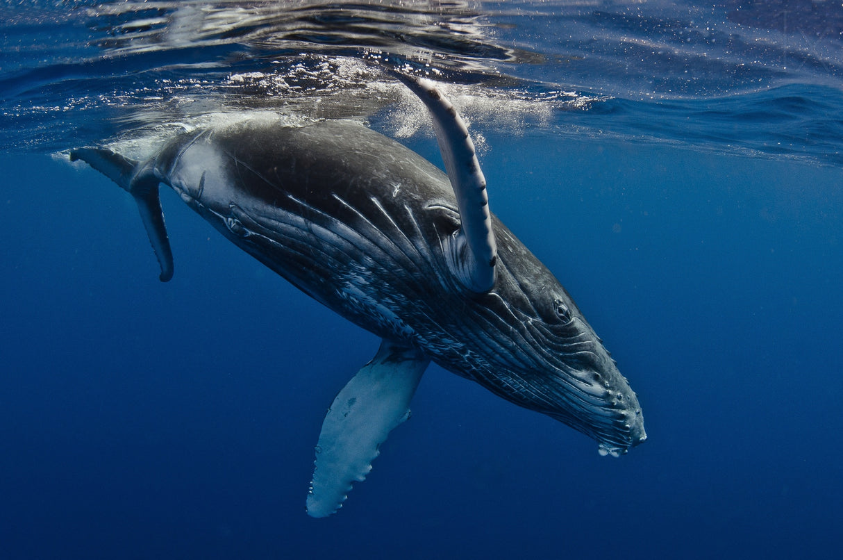Humpback Whale Calf, Reunion Island Poster och Canvastavla