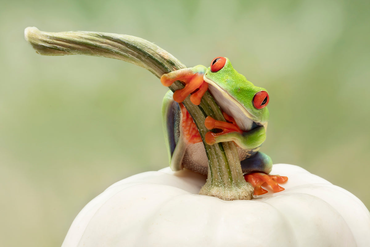 Red Eyed Tree Frog on a White Pumpkin Poster och Canvastavla