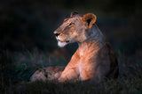 Lone lioness Poster och Canvastavla
