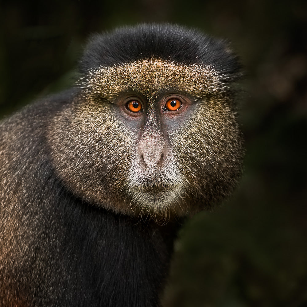 Golden Monkey in the Volcanoes National Park, Rwanda. Poster och Canvastavla