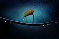Leaf Poster och Canvastavla