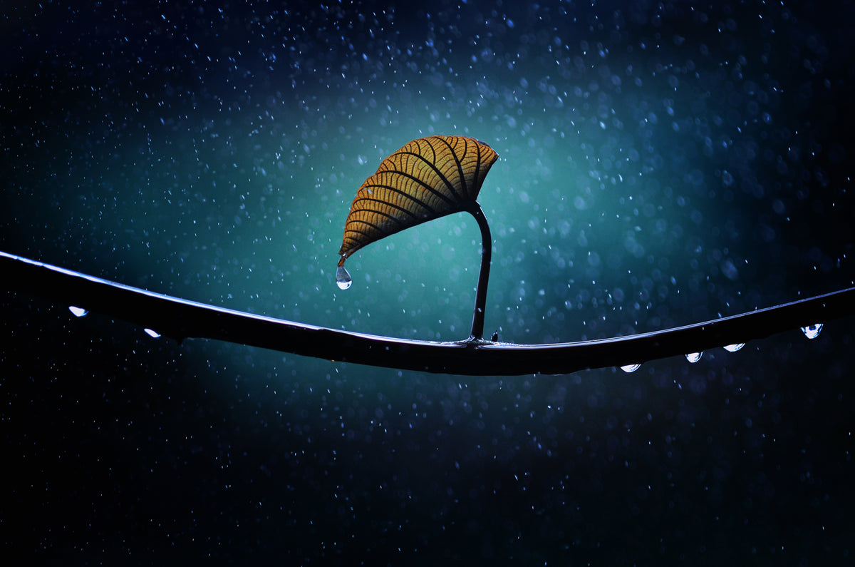 Leaf Poster och Canvastavla