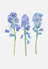 Spanish bluebell or Hyacinthoides hispanica botanical illustration Poster och Canvastavla
