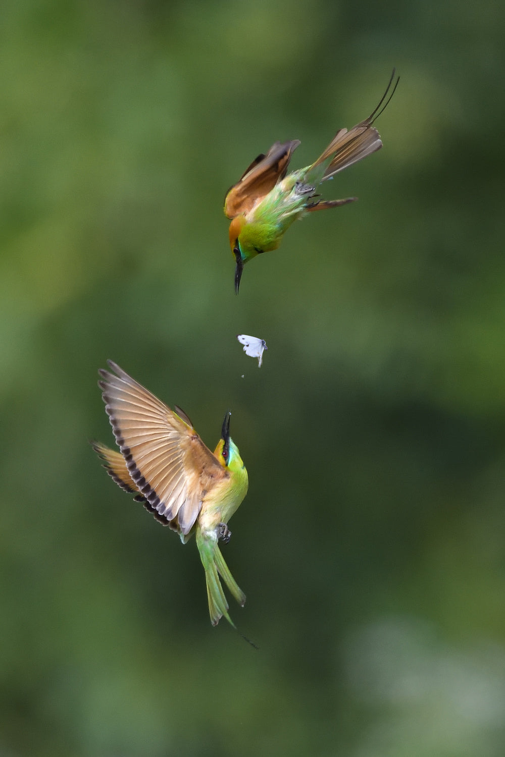 Bee-eater Poster och Canvastavla
