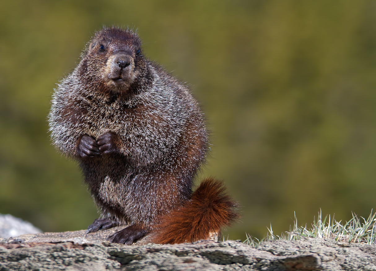 Woodchuck, Marmota monax Poster och Canvastavla