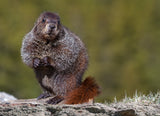 Woodchuck, Marmota monax Poster och Canvastavla