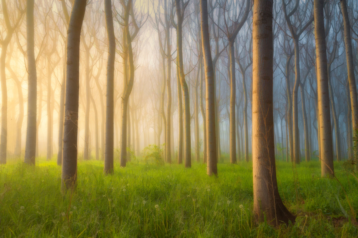 Misty Morning Poster och Canvastavla