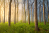 Misty Morning Poster och Canvastavla