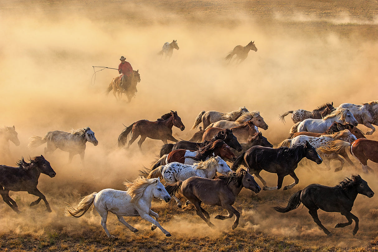 Horse run Poster och Canvastavla