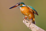 Kingfisher Poster och Canvastavla