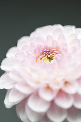 Pink Flower No1 Poster och Canvastavla