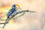 Southern Yellow-billed Hornbill Poster och Canvastavla