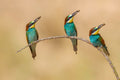 Bee-eaters Poster och Canvastavla