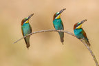 Bee-eaters Poster och Canvastavla