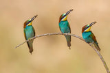 Bee-eaters Poster och Canvastavla