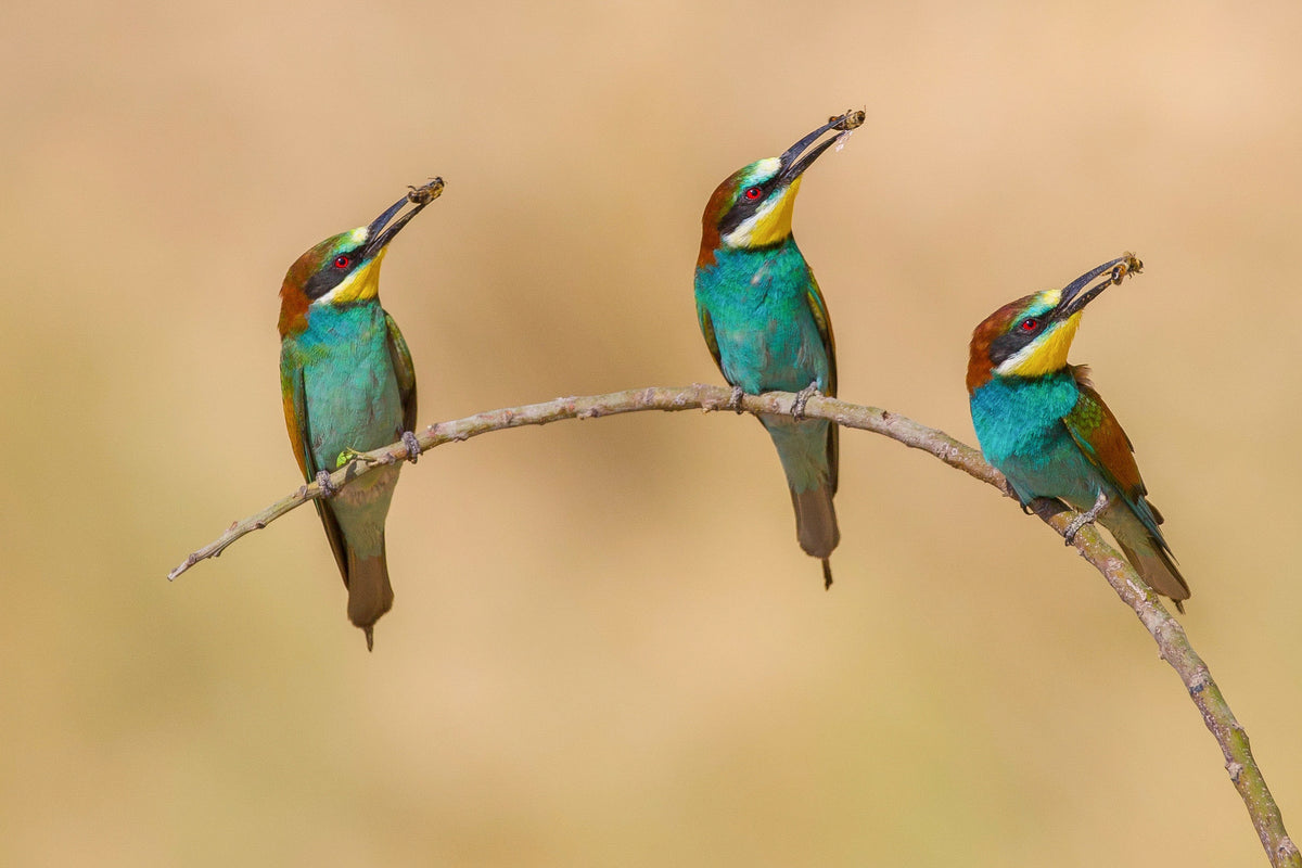 Bee-eaters Poster och Canvastavla