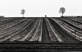 Tour of Flanders Poster och Canvastavla