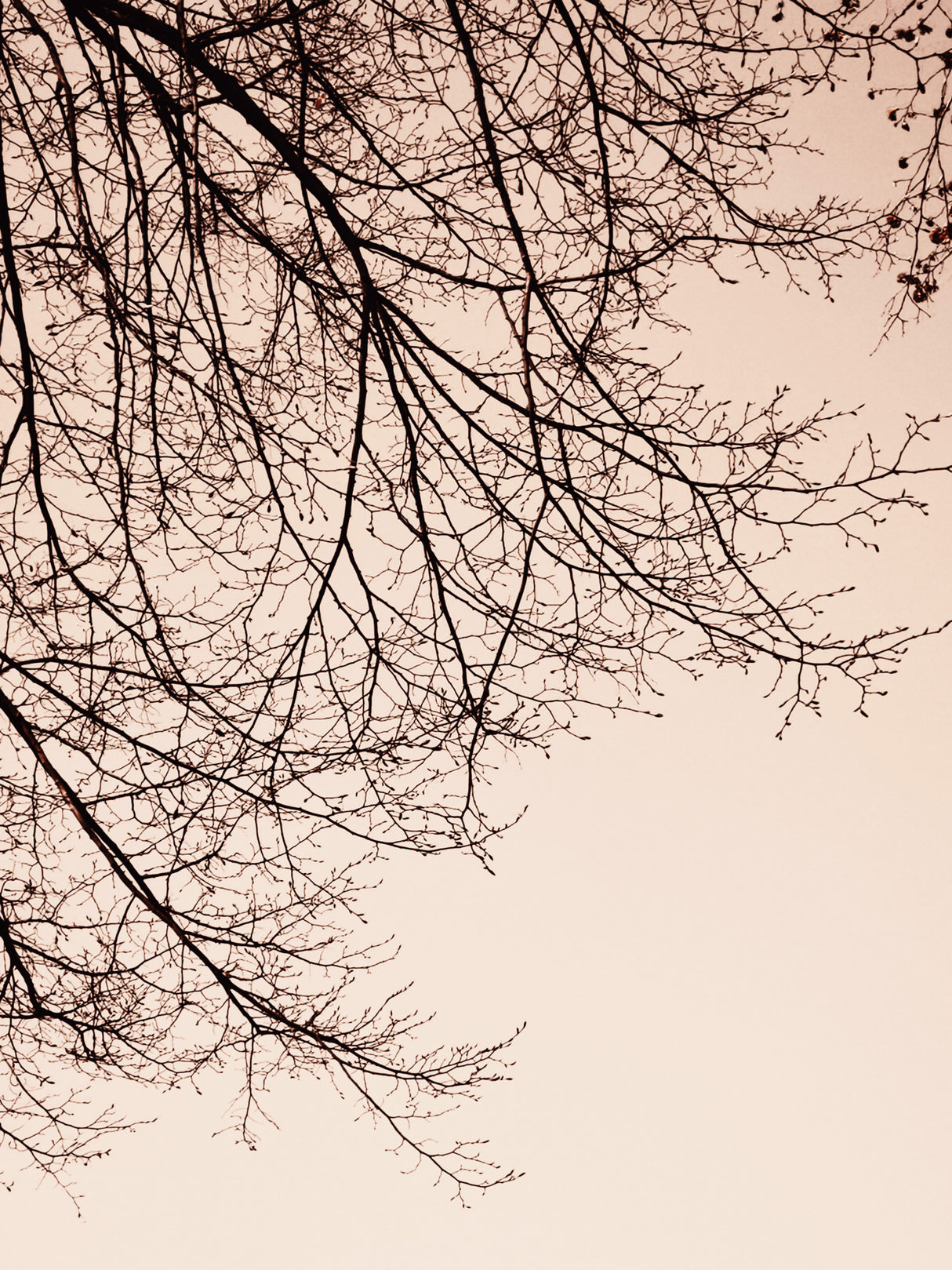Branches - Sepia Poster och Canvastavla