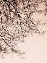 Branches - Sepia Poster och Canvastavla