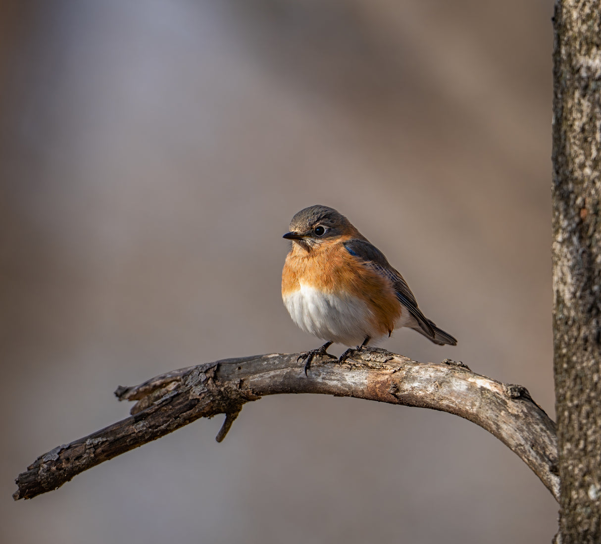 Eastern bluebird Poster och Canvastavla