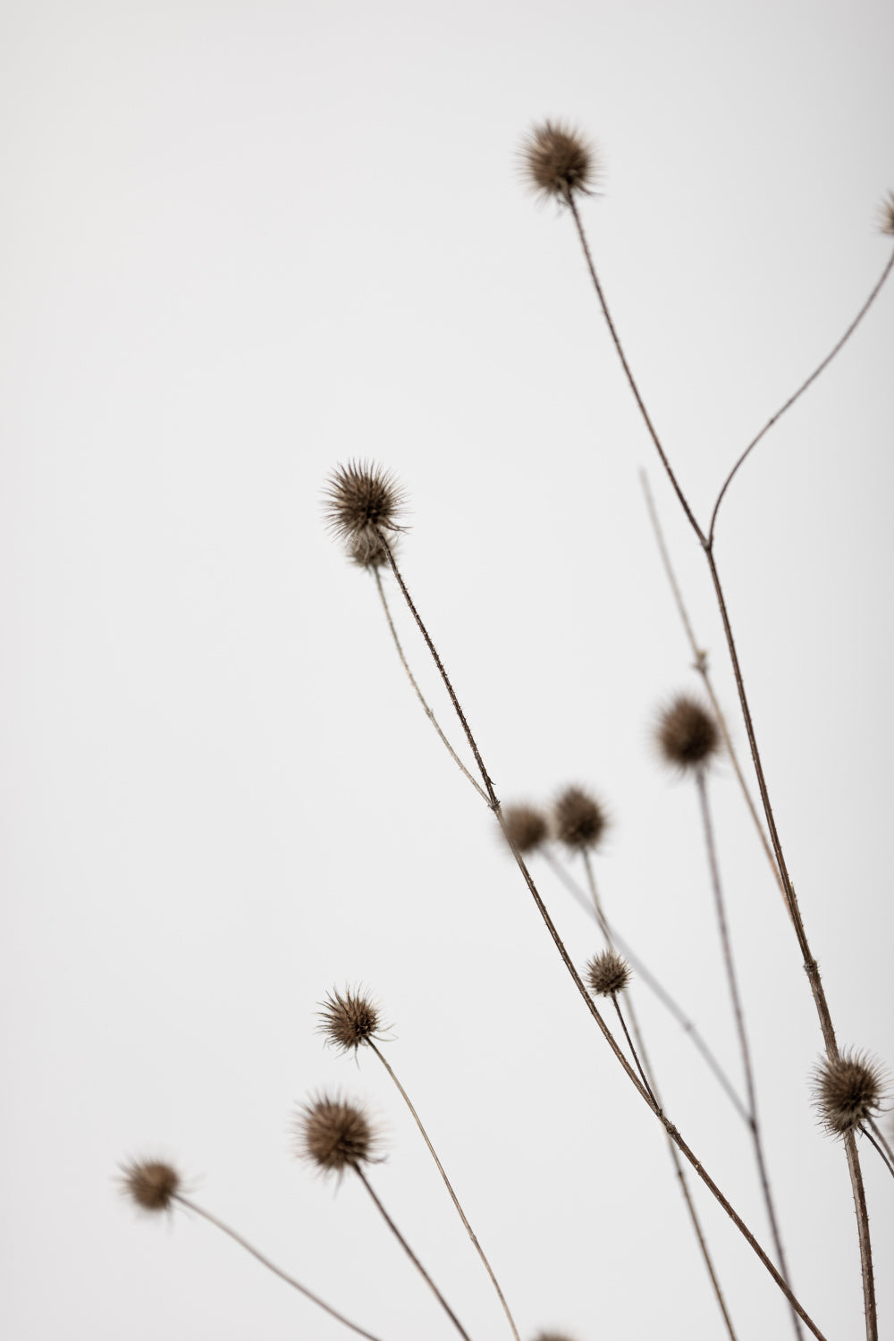 Thistle Grey 01 Poster och Canvastavla