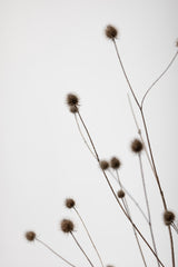 Thistle Grey 01 Poster och Canvastavla
