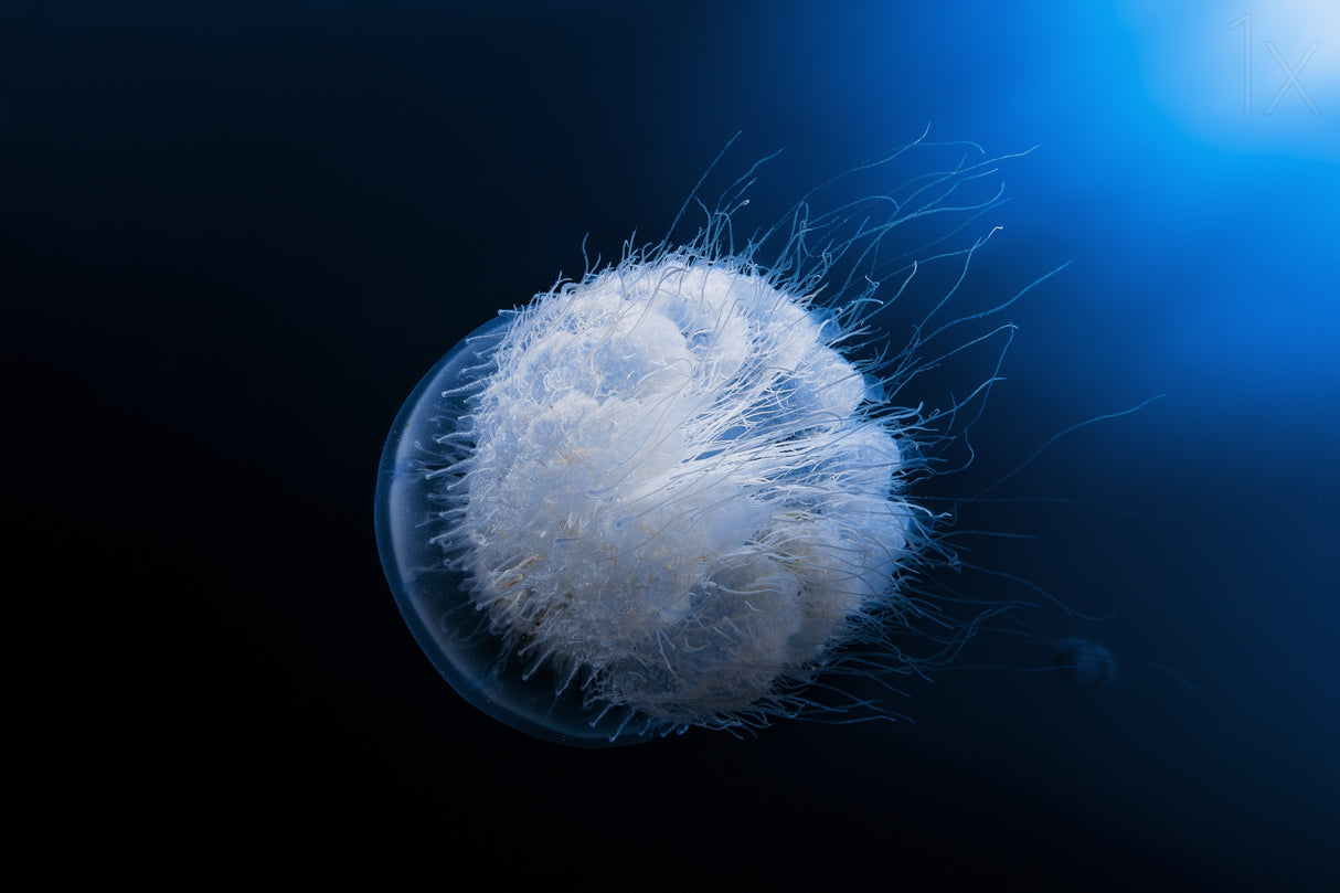 Jellyfish Poster och Canvastavla