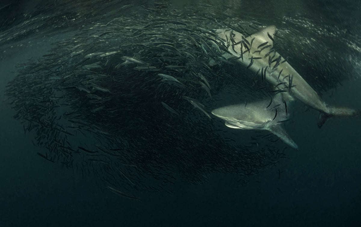 Sharks attack Bait-ball Poster och Canvastavla