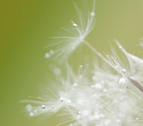 Green Poster och Canvastavla