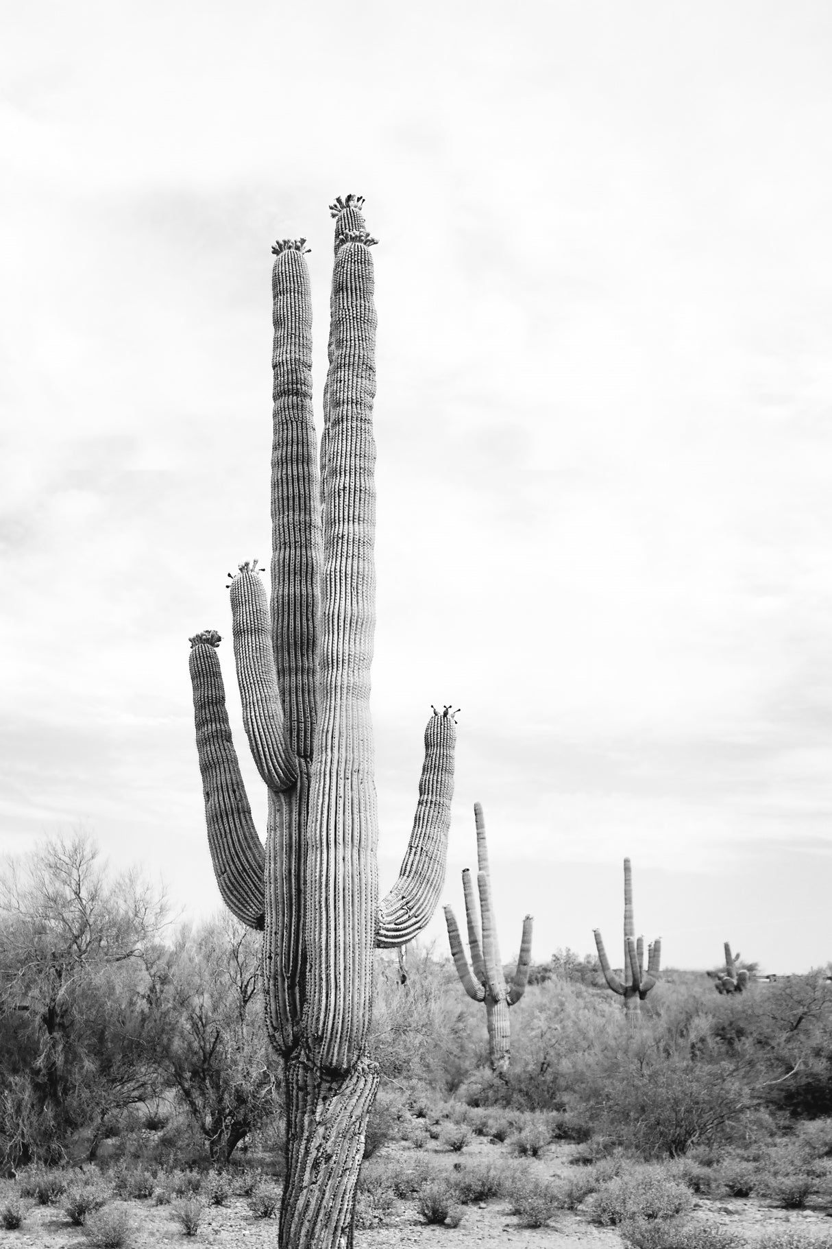 Saguaro B&amp;W Poster och Canvastavla