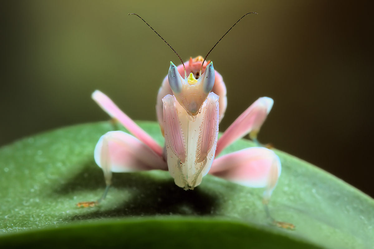Orchid mantis Poster och Canvastavla