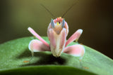 Orchid mantis Poster och Canvastavla
