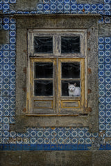 The cat in the window Poster och Canvastavla