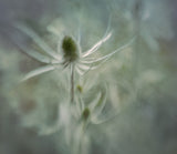Teasel Poster och Canvastavla