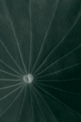 Dark green leaf Poster och Canvastavla