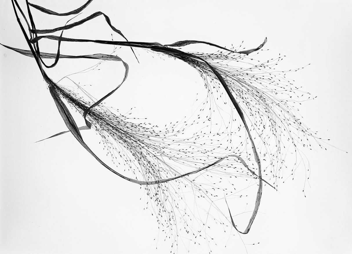 Falling in love with elegance . Poster och Canvastavla