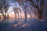 Ice and snow forest Poster och Canvastavla