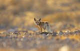 Fox on Sunset Poster och Canvastavla