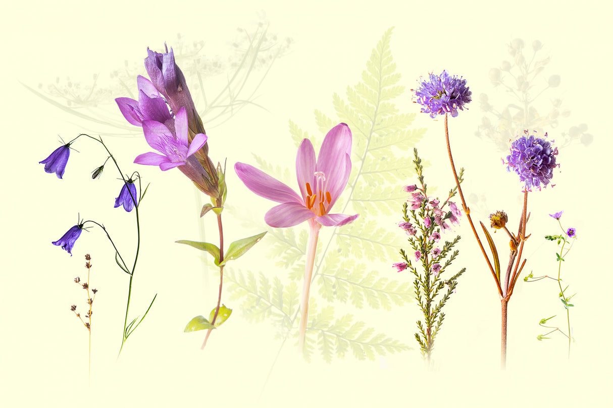 Autumn on the meadow Poster och Canvastavla