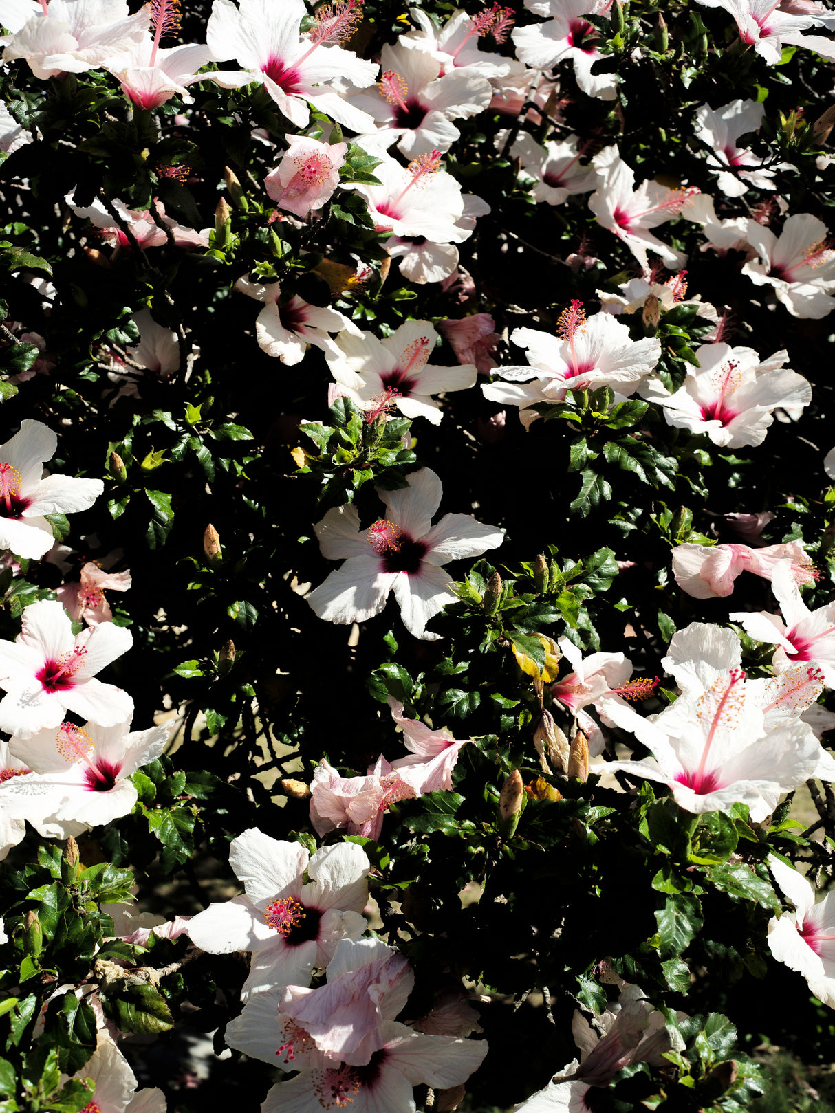 Hibiscus 02 Poster och Canvastavla