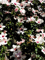 Hibiscus 02 Poster och Canvastavla