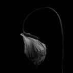 An old anthurium Poster och Canvastavla