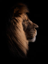 Sleeping King Poster och Canvastavla