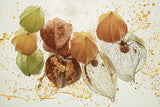 Physalis 3 Poster och Canvastavla