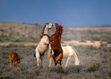 Wild Wild West Poster och Canvastavla