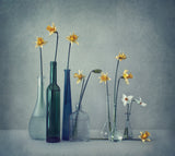Daffodils Poster och Canvastavla