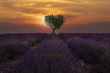 Sunrise in Valensole Poster och Canvastavla